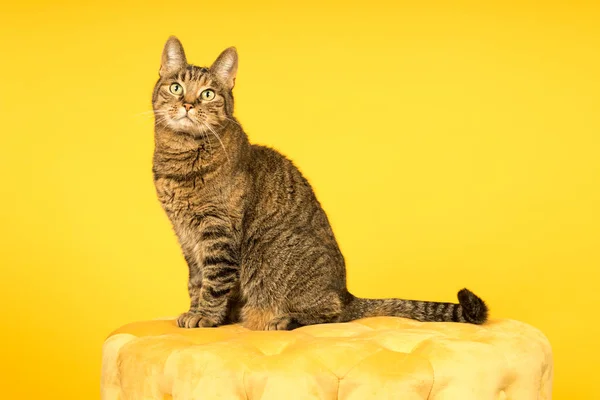 Gato Tabby Estudio Amarillo Con Puf Amarillo —  Fotos de Stock