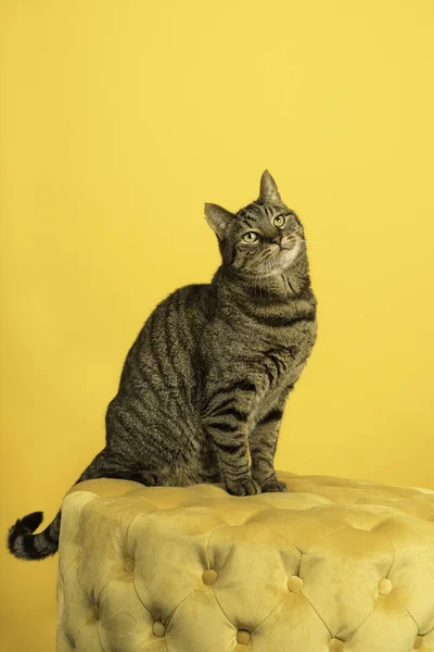 黄色のスタジオ設定でタビー猫とともに黄色のパフ — ストック写真