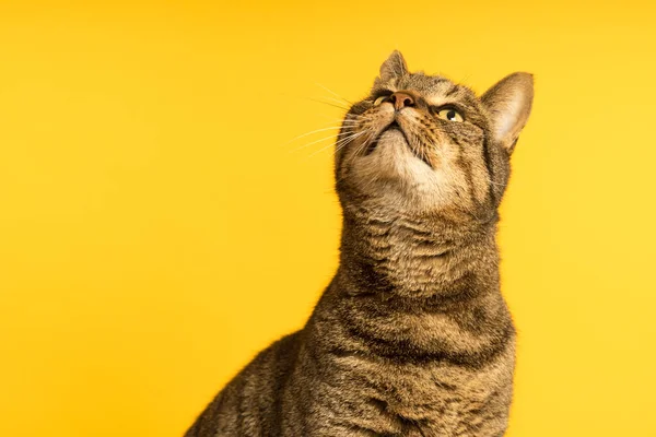 Tabby Katt Gul Studiomiljö Med Gul Puf — Stockfoto