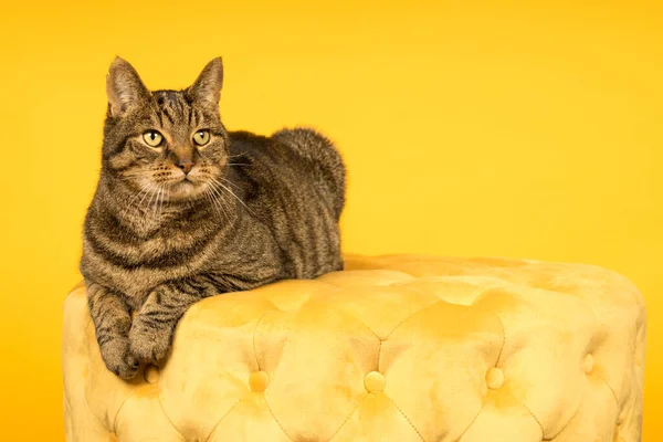 黄色のスタジオ設定でタビー猫とともに黄色のパフ — ストック写真