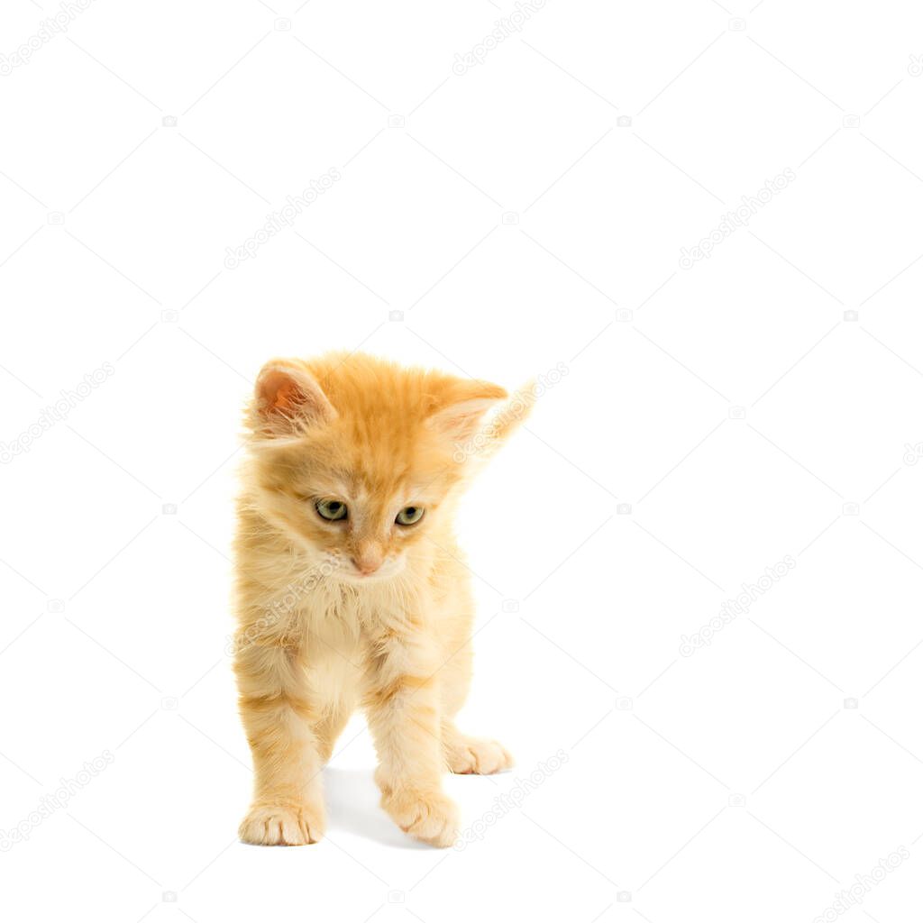 Tabby turkish angora cat kitten looking down standing isolated on a white background