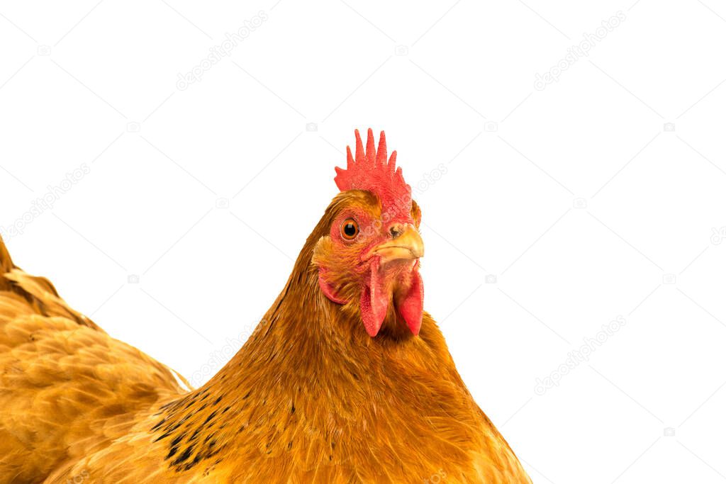 Closeup of a golden New Hamshire chicken isolated in a white background