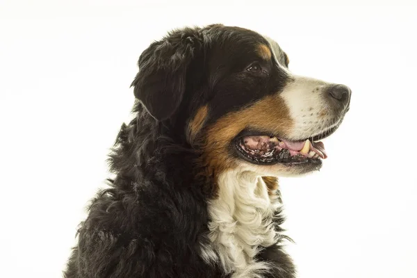 Bernese Mountain Dog Berner Sennenhund Estudio Con Fondo Blanco —  Fotos de Stock