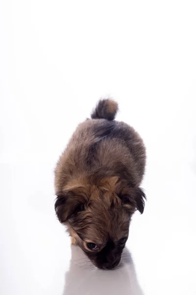 可愛いです小さなChihuahua子犬で隔離された白い背景 — ストック写真
