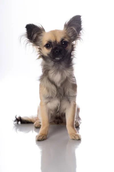 Bonito Pouco Chihuahua Longo Haired Com Borboleta Orelhas Isolado Branco — Fotografia de Stock