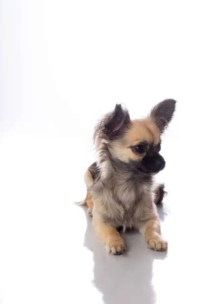 Lindo Chihuahua Pelo Largo Con Orejas Mariposa Aisladas Fondo Blanco — Foto de Stock