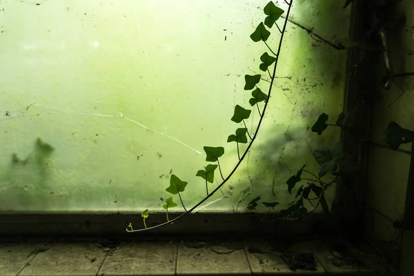 Branch Ivy Growing Urbex Place Broken Window Green Algae — Stock Photo, Image