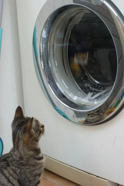 Curioso Gatito Gato Tabby Jugando Con Ropa Sucia Lavadora —  Fotos de Stock