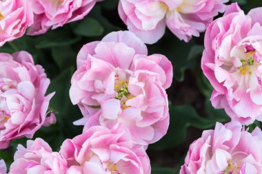 Güneşli bir günde pembe bir lale tarlasının en üst görüntüsü.