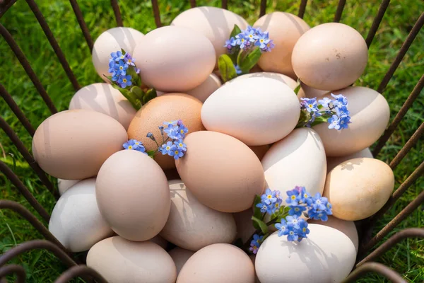 Корзина Яйцами Траве Найти Пасху Утром — стоковое фото