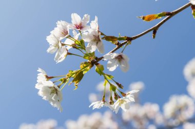Baharda kiraz çiçeği açık mavi gökyüzüne karşı güneşlenir.