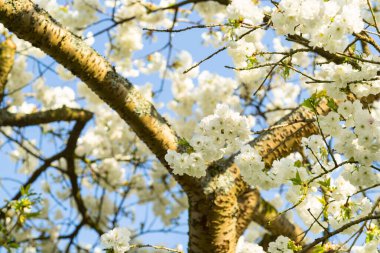 Baharda kiraz çiçeği açık mavi gökyüzüne karşı güneşlenir.
