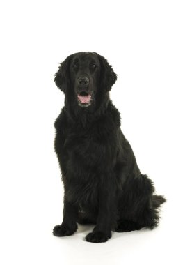 Siyah düz kaplama av köpeği stüdyosu tüm vücudu vurdu.
