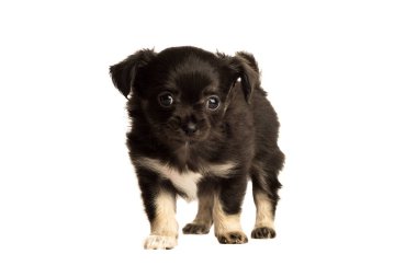 Beyaz arka planda izole edilmiş şirin küçük bir chihuahua köpeği.
