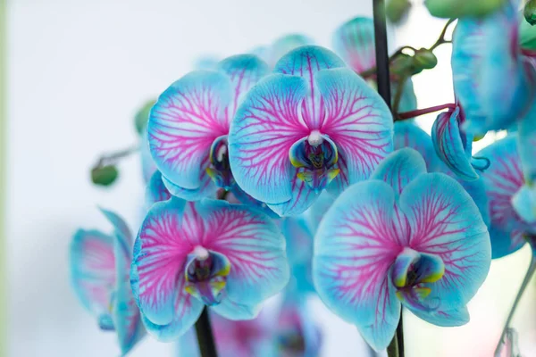 Mavi ve pembe orkide 