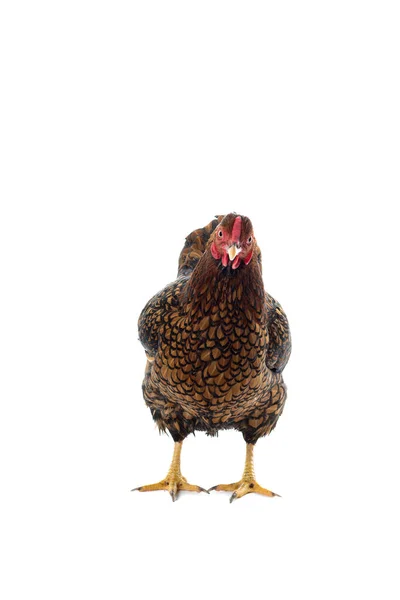 Wyandotte Bantam Pollo Dorato Allacciato Fondo Bianco — Foto Stock