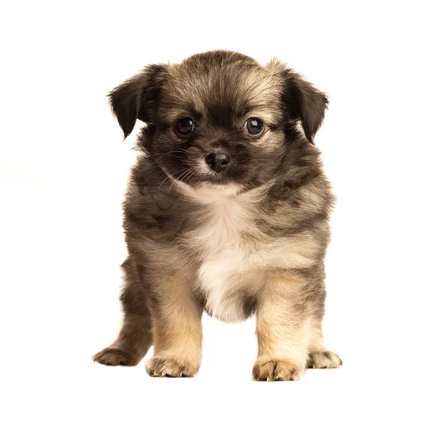 Bonito Filhote Cachorro Chihuahua Isolado Fundo Branco Vista Frontal — Fotografia de Stock