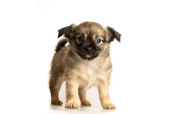 Carino Poco Chihuahua Cucciolo Isolato Bianco Sfondo Anteriore Vista — Foto Stock
