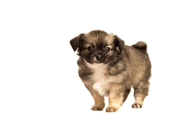 Bonito Filhote Cachorro Chihuahua Isolado Vista Lateral Fundo Branco — Fotografia de Stock