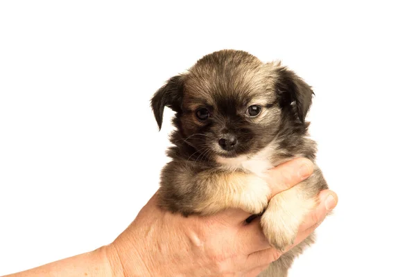 Cute Little Chihuahua Puppy Isolated White Background Held Human Hands — Stock Photo, Image