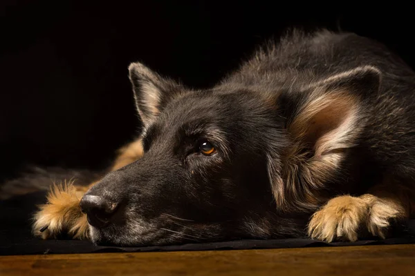 Close Uma Velha Cabeça Cão Pastor Alemão Deitado Chão — Fotografia de Stock