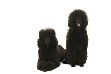 İki siyah papaz kanişi beyazda izole edilmiş.