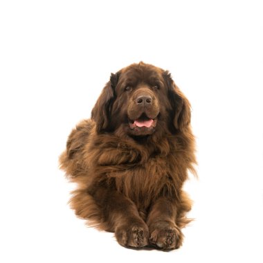 Büyük kahverengi New Foundland köpeği beyaz bir arka planda izole edilmiş kameraya bakıyor.