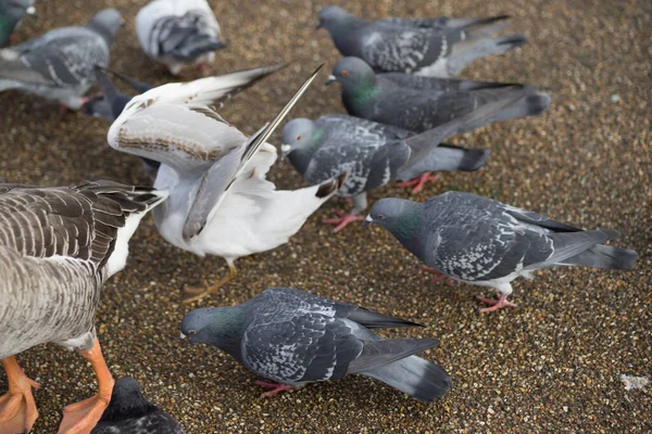 Gołębie Mewa Walczą Jedzenie Parku Widzianym Góry — Zdjęcie stockowe