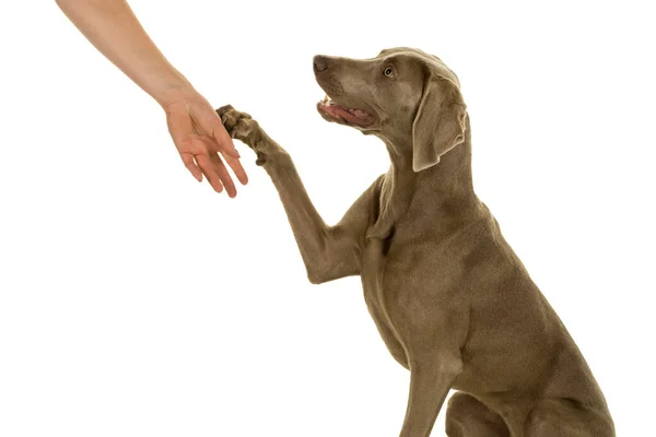 Bonito Jovem Weimaraner Cão Fêmea Dando Ela Proprietário Pata Isolado — Fotografia de Stock