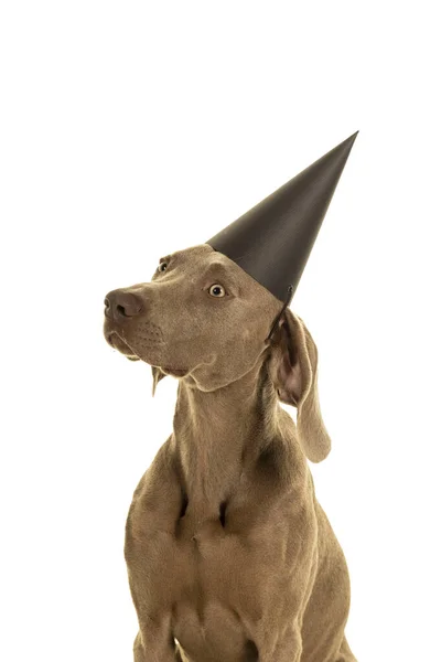 Funny Cute Young Weimaraner Dog Head Wearing Party Hat Looking — Stock Photo, Image