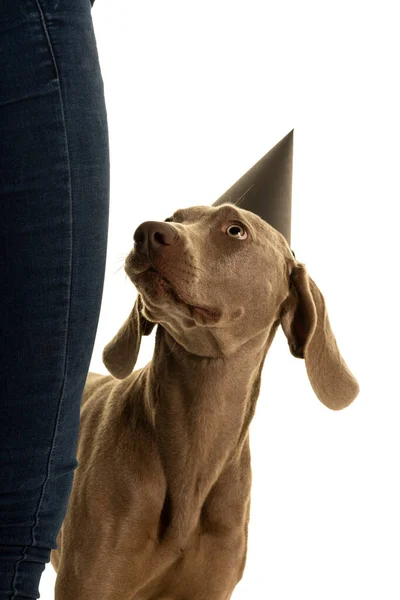 滑稽可爱的小狗狗头戴派对帽 头戴小狗狗头戴白色的帽子 抬头看着主人 — 图库照片