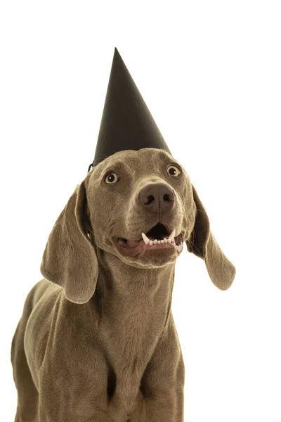可爱可爱的小狗狗头戴派对帽 看着白色的相机 看起来很滑稽 — 图库照片