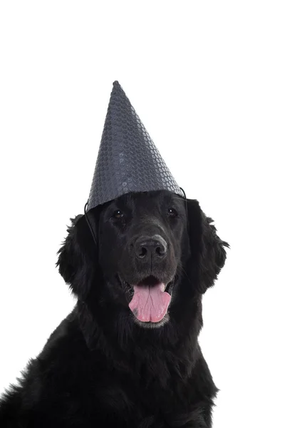Portret Głowy Czarnego Pokrytego Płaszczem Psa Retrievera Noszącego Urodzinowy Kapelusz — Zdjęcie stockowe