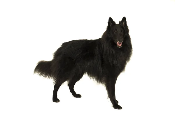 Siyah bir Belçikalı çoban köpeğinin portresi beyaza izole edilmiş kameraya bakıyor.