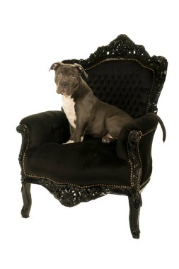 Şirin, genç Amerikan zorba köpeği koltuğa oturmuş yan bakışı izliyor. Beyaz bir arka planda izole edilmiş tüm vücut.