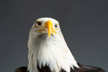 Bir Amerikan Kel Kartalı 'nın (Haliaeetus Leucocephalus) portresi aşağıdaki bir fotoğraf stüdyosunda çekildi.