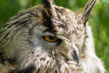 Sibirya Kartal Baykuşu portresi (Bubo Bubo Sibericus) kafası dışarıda yeşil arka planda