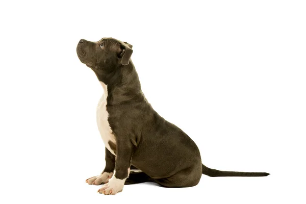 Şirin, genç, Amerikan zorbası köpek yavrusu, beyaz bir arka planda tek başına, yan bakışı izliyor.