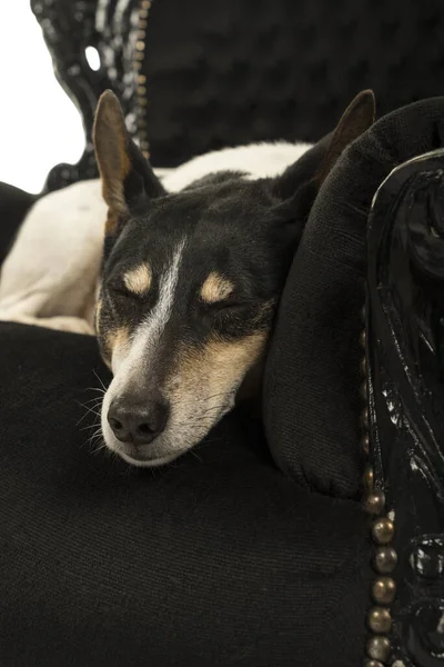 Holandês Boerenfox Terrier Cão Deitado Uma Cadeira Dormindo Isolado Fundo — Fotografia de Stock
