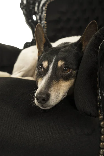 Holandês Boerenfox Terrier Cão Deitado Uma Cadeira Olhando Descansando Isolado — Fotografia de Stock