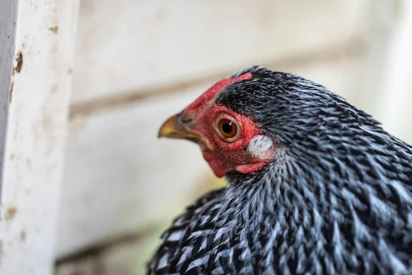 Top View Wyandotte Bantam Chicken Silver Laced Animal Head Sitting — стоковое фото