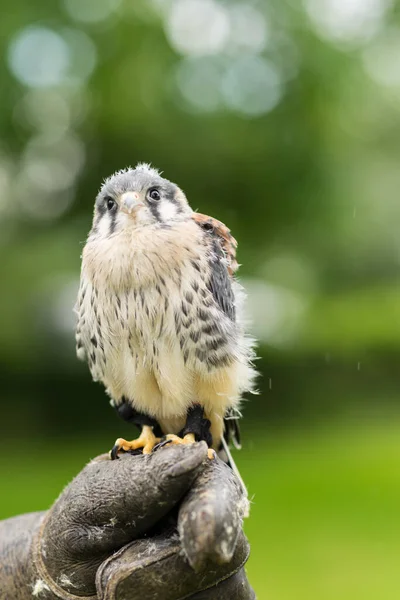 Portrait Juvenile Lanner Falcon Falco Biarmicus Sitting Falconeers Glove Hand — Stock Photo, Image