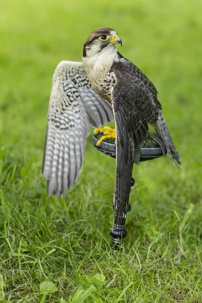 Портрет Взрослого Ланнерного Сокола Falco Biarmicus Сидящего Расправленными Наружу Крыльями — стоковое фото