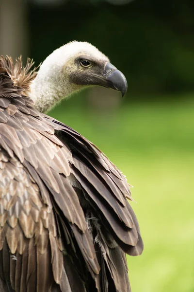 Retrato Cerca Buitre Espalda Blanca Gyps Africanus Aire Libre Con — Foto de Stock