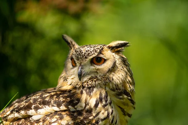 Portrait Eurasian Eagle Owl Bubo Bubo Sitting Sun Green Background — Stock Photo, Image