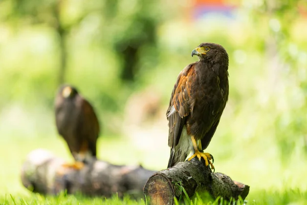 Två Amerikanska Harris Hawks Parabuteo Unicinctus Sitter Trädstock Utanför Solen — Stockfoto