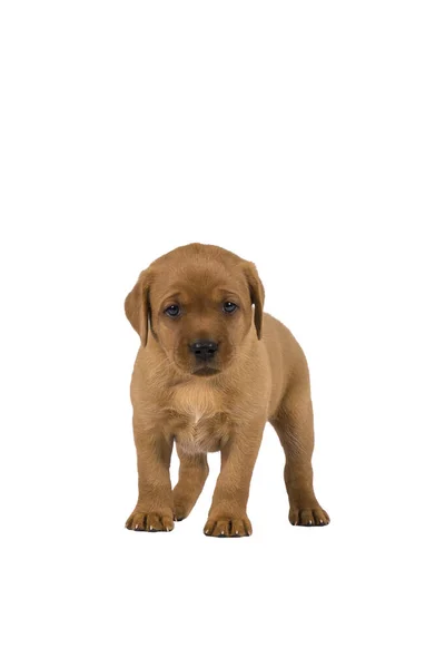 Week Old Labrador Puppy Isolated White Background Standing — Stock Photo, Image