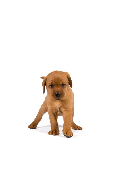 白い背景に孤立した5週間のラブラドール子犬 — ストック写真