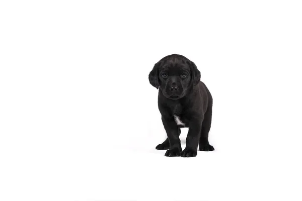 Week Old Labrador Puppy Isolated White Background Standing — Stock Photo, Image