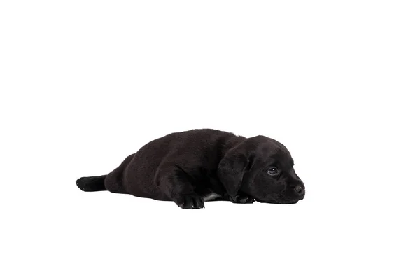 Wochen Alter Labrador Welpe Isoliert Auf Weißem Hintergrund Liegend — Stockfoto